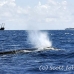 whale_humpback_h_01023_dom3208.jpg